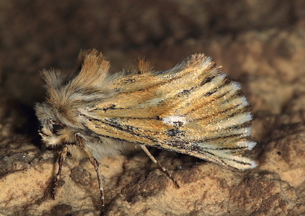 Altro Noctuidae - Teinoptera olivina